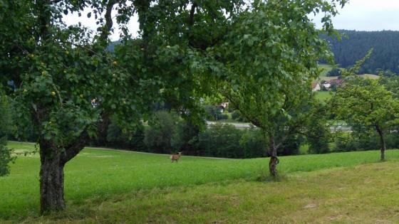 Rotwildbeobachtung bei Heselbach Rotwildbeobachtung bei Heselbach
