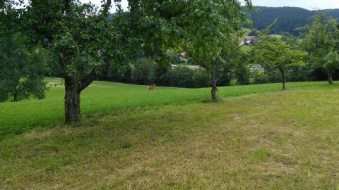 Rotwildbeobachtung bei Heselbach Rotwildbeobachtung bei Heselbach